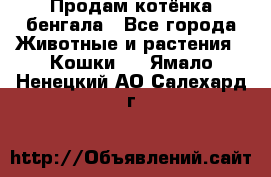 Продам котёнка бенгала - Все города Животные и растения » Кошки   . Ямало-Ненецкий АО,Салехард г.